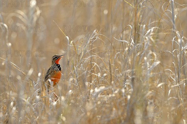 Pink-breasted Longclaw