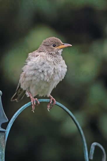 Rose-coloured starling