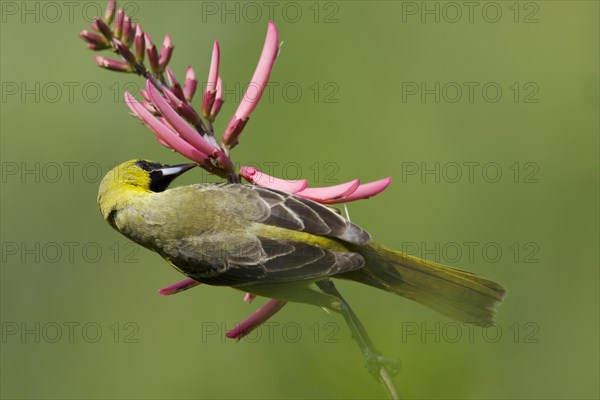 Orchard Oriole