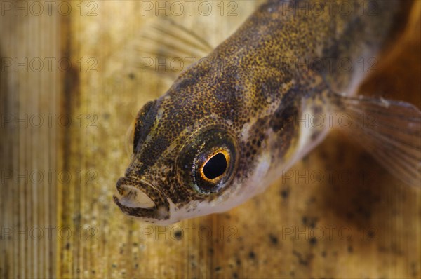 Nine-spined ninespine stickleback