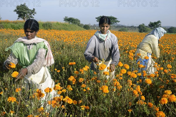 Floriculture