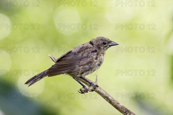 Silky Cowbird