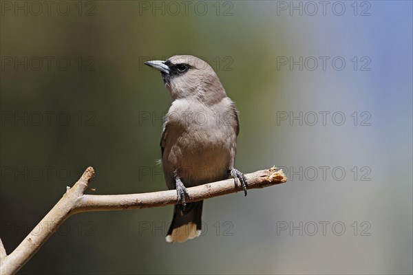 Black-faced Woodswallow