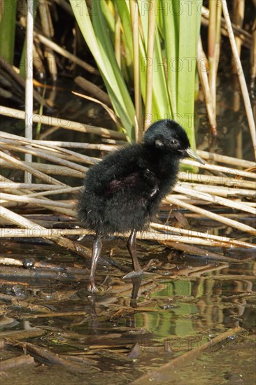 Water rail