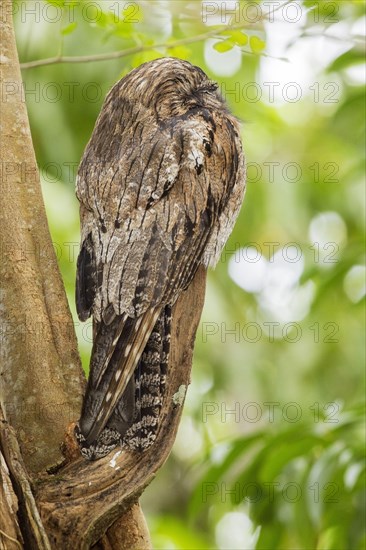 Northern Potoo