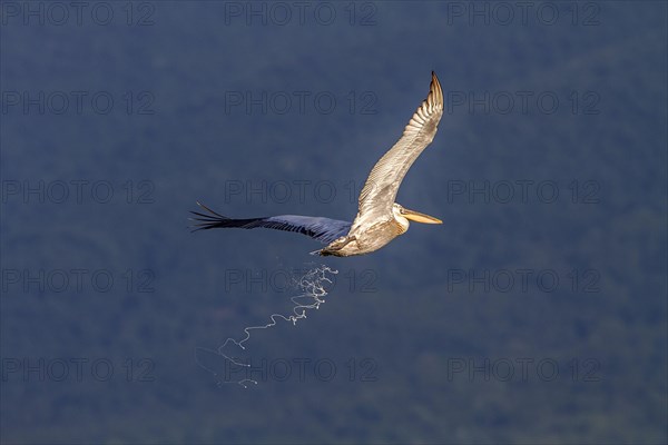 Dalmatian Pelican in flight defecating over Lake Kerkini