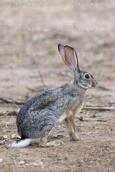 Scrub Hare