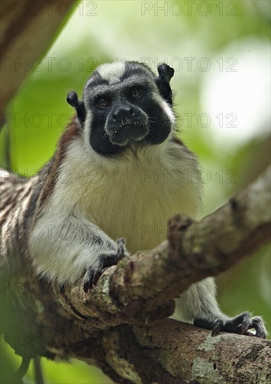 Geoffroy's Tamarin