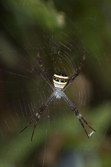 Multicoloured St. Andrew's Cross Spider