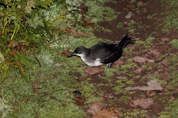 Adult manx shearwater