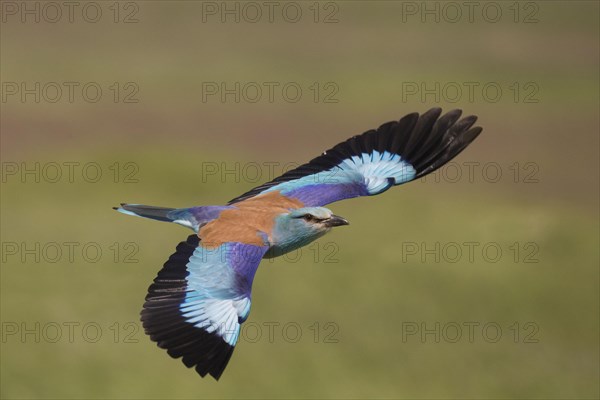 European Roller