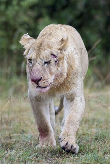 Massai lion