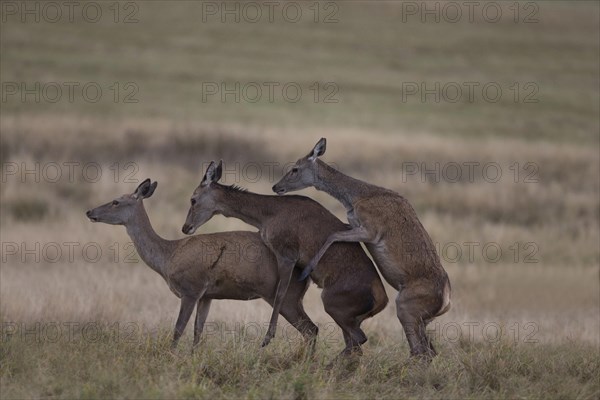 Red Deer