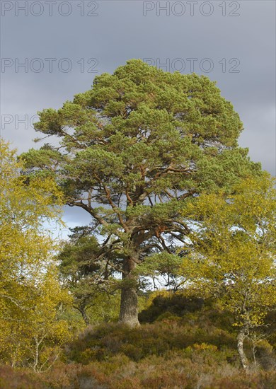 Scots pine