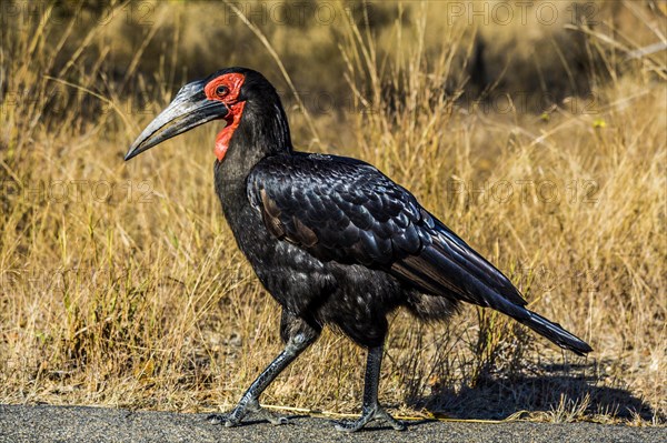 Southern ground hornbill