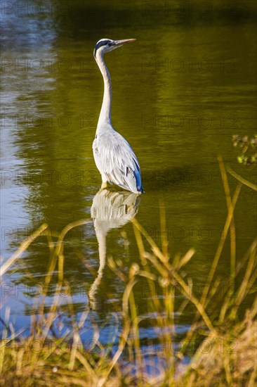 Grey heron