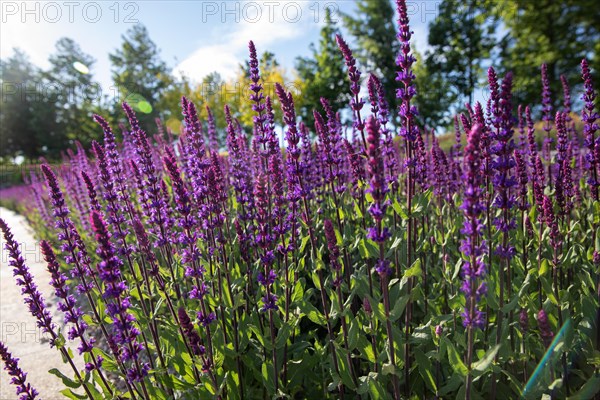 Sage in a park