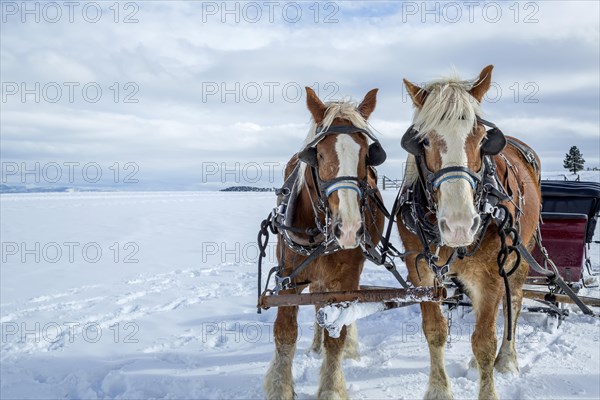 Sleigh with horses in wintertime