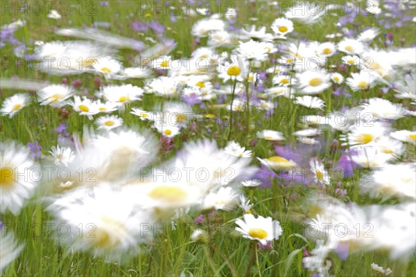 Blur experiment on a flowering meadow in summer