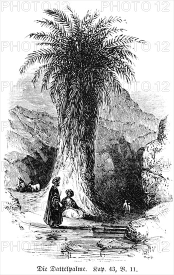 Date palm