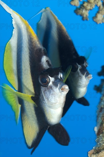 Red sea bannerfish