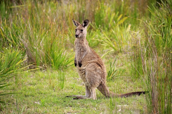 Eastern grey kangaroo