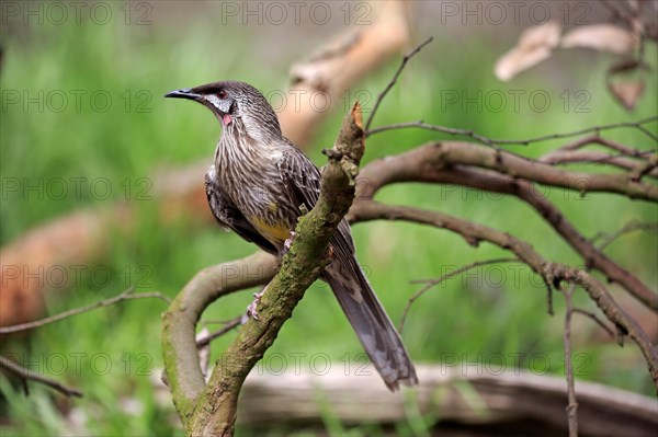 Red Wattlebird