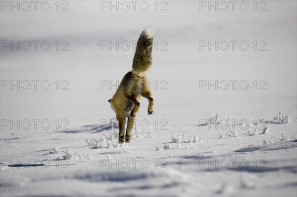 American red fox