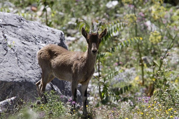 Iberian Ibex