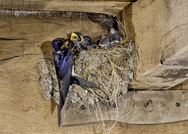 Barn Swallow