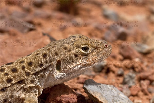 Leopard Iguana