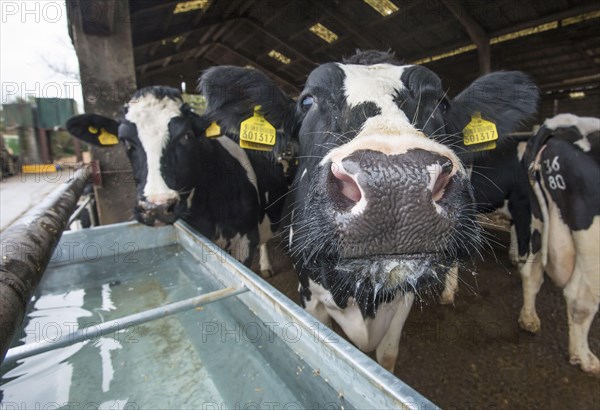 Holstein cattle