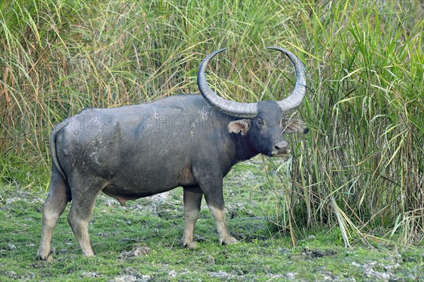 Wild water buffalo