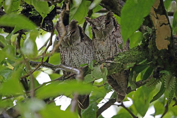 Tropical screech owl