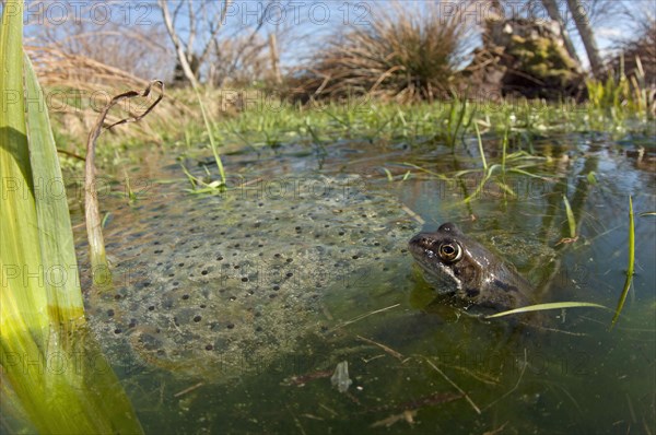 Common Frog