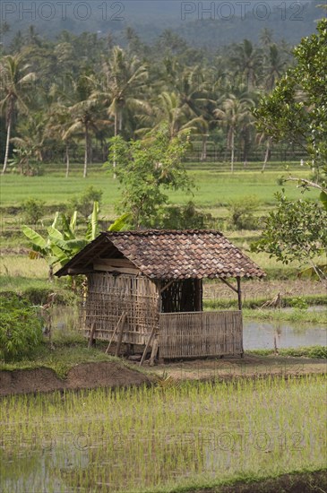 Asian rice