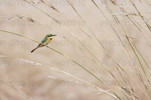 Lesser bee-eater