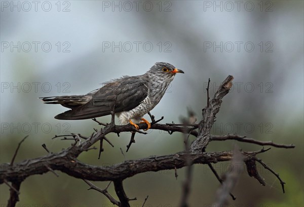 African Cuckoo