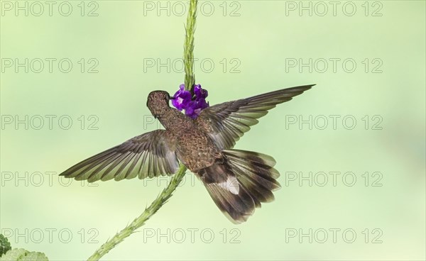 Brown violetear