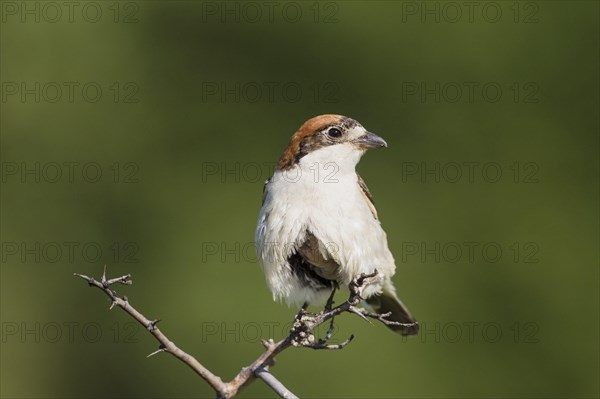 Woodchat Shrike