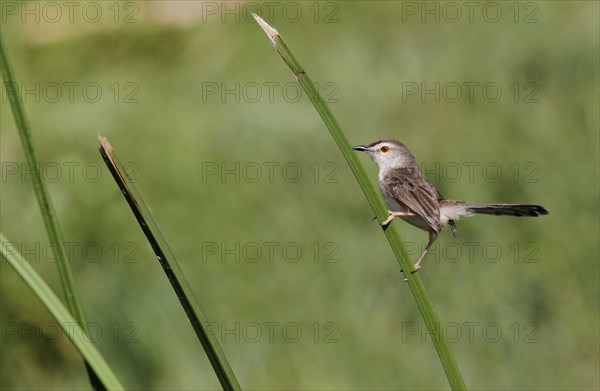 Plain Prinia