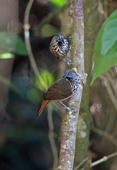 Red-rumped Thrush