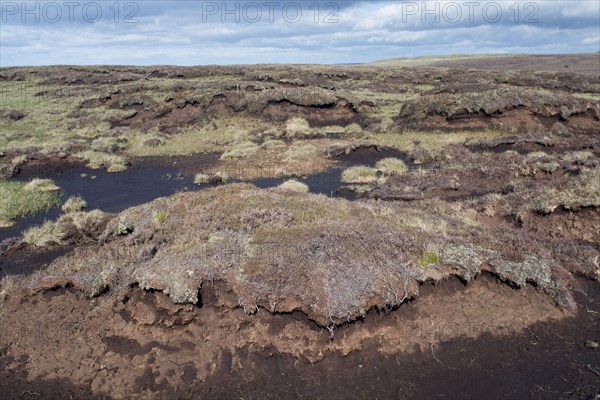 Peat witch bog habitat