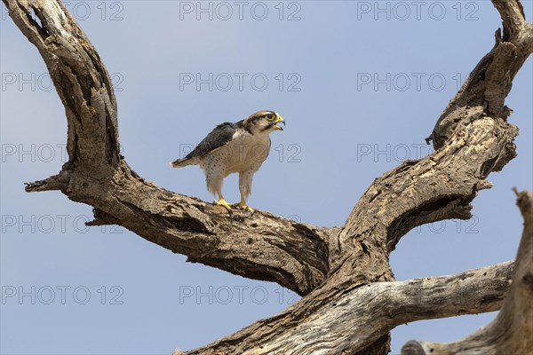 Lanner Falcon