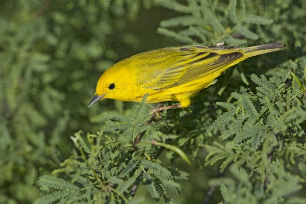 Yellow Warbler