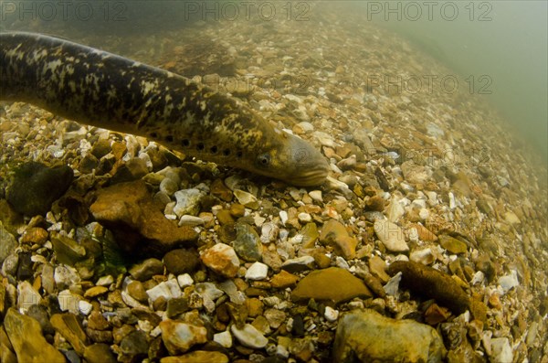 Sea Lamprey