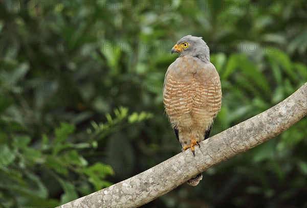 Roadside Hawk