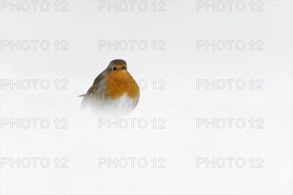 European Robin