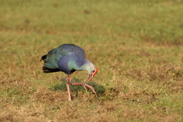 Grey-headed Swamphen