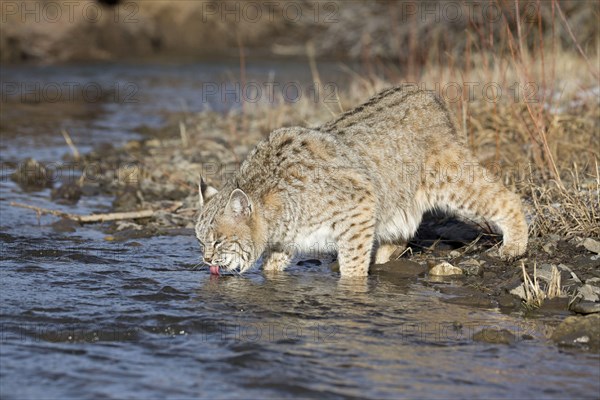 Bobcat